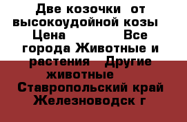 Две козочки  от высокоудойной козы › Цена ­ 20 000 - Все города Животные и растения » Другие животные   . Ставропольский край,Железноводск г.